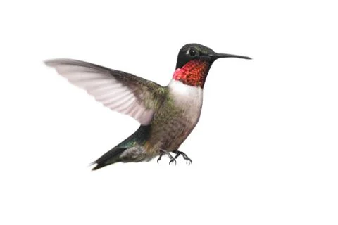 Isolated ruby-throated hummingbird Stock Photos