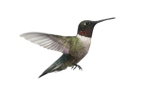 Isolated ruby-throated hummingbird Stock Photos