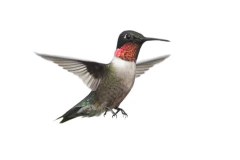 Isolated ruby-throated hummingbird Stock Photos