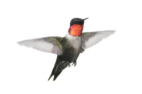Isolated ruby-throated hummingbird 写真素材