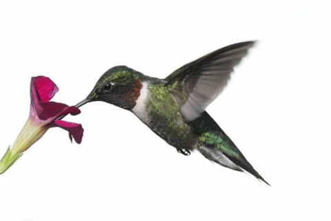 Isolated ruby-throated hummingbird Stock Photos