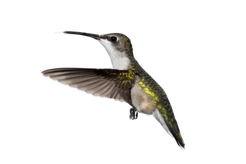Isolated ruby-throated hummingbird Stock Photos
