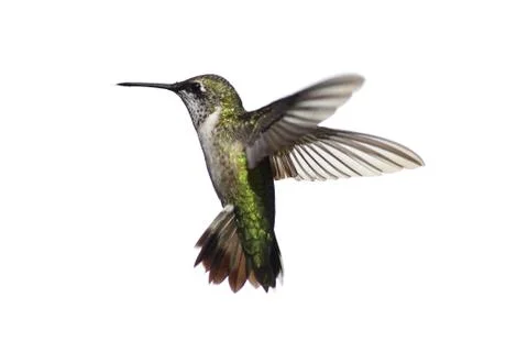 Isolated ruby-throated hummingbird Stock Photos