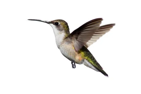 Isolated ruby-throated hummingbird Stock Photos