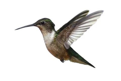 Isolated ruby-throated hummingbird Stock Photos