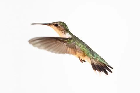 Isolated ruby-throated hummingbird Stock Photos