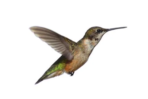 Isolated ruby-throated hummingbird Stock Photos