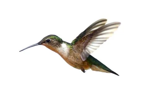 Isolated ruby-throated hummingbird Stock Photos