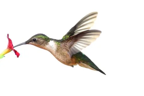 Isolated ruby-throated hummingbird Stock Photos