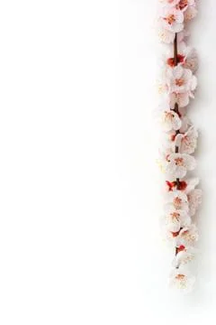Isolated sakura Stock Photos