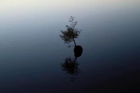 Isolated sapling in shallow lake Stock Photos