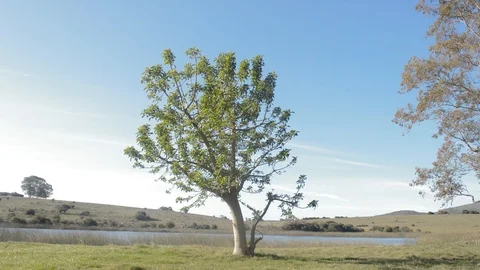 Isolated Sapling Tree In Empty Field In Spring. Stock Footage 99851704
