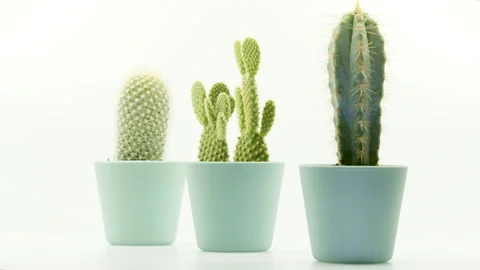 Isolated Scene of Cactus plants in pots 4k Video stock 216037659