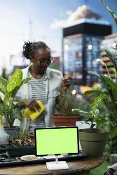Isolated screen tablet on garden table while woman takes care of potted herbs Stock Photos