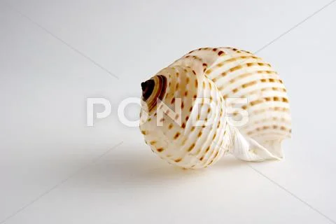 Isolated Sea Shell with Copy Space Stock Photos