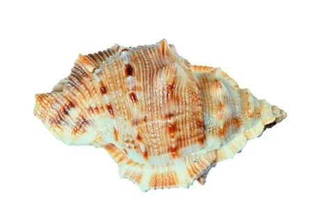 Isolated sea shell Stock Photos