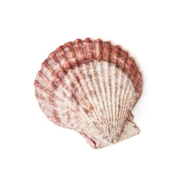 Isolated sea shell Stock Photos