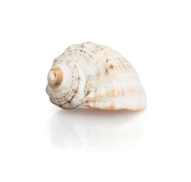 Isolated sea shell with reflection Stock Photos