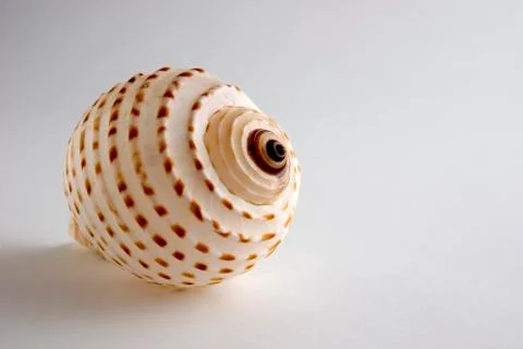 Isolated Sea Shell with Spirals Stock Photos