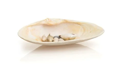Isolated sea shells Stock Photos