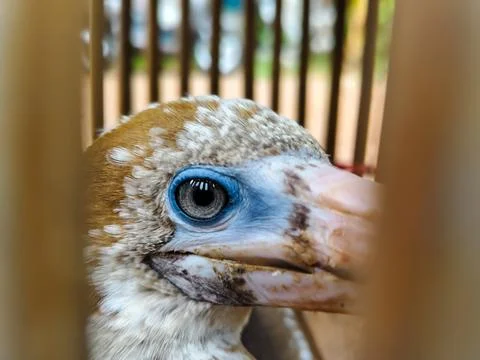 Isolated seagull Stock Photos