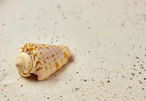 Isolated seashell in the sand Stock Photos