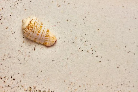 Isolated seashell in the sand Stock Photos