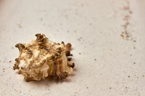 Isolated seashell in the sand Stock Photos