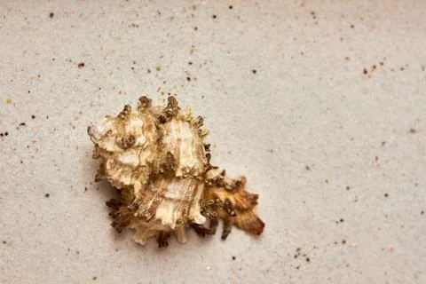 Isolated seashell in the sand Stock Photos