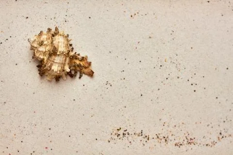 Isolated seashell in the sand Stock Photos