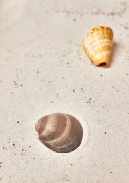Isolated seashell in the sand Stock Photos