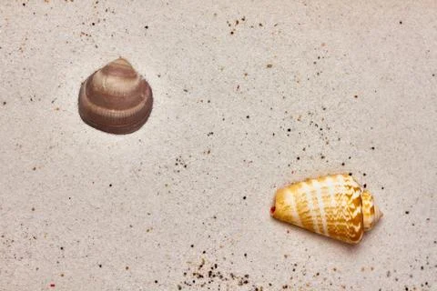 Isolated seashell in the sand Stock Photos