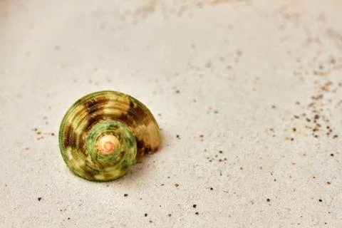 Isolated seashell in the sand Stock Photos