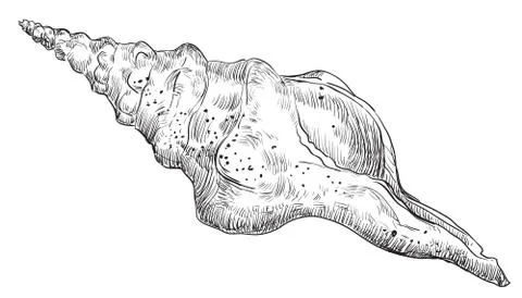 Isolated seashell vector drawing 스톡 일러스트