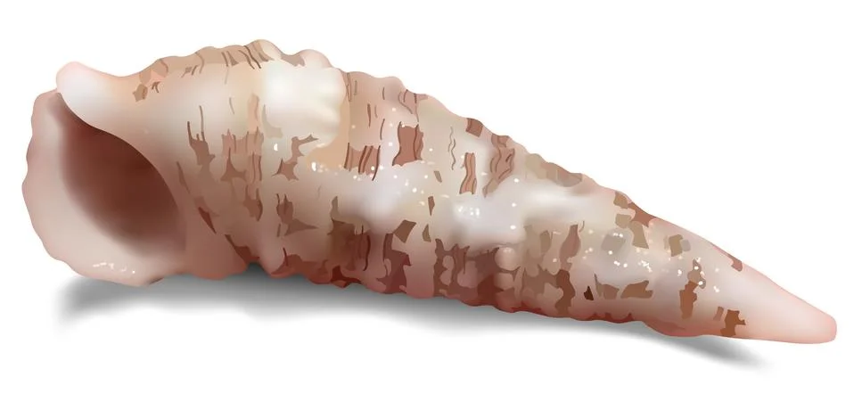 Isolated Seashell on a White Background Stock Illustration