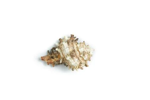 Isolated seashell on a white background Stock Photos