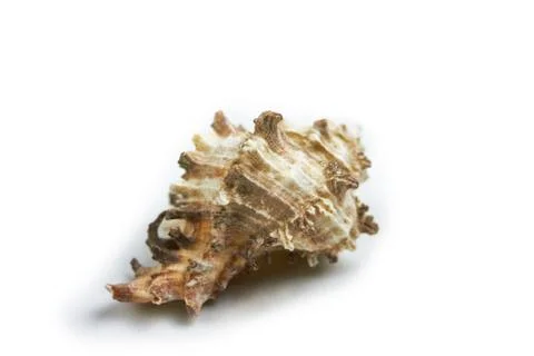 Isolated seashell on a white background Stock Photos