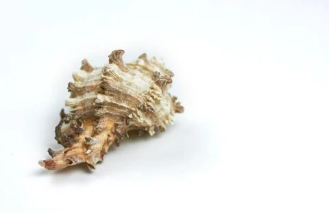 Isolated seashell on a white background Stock Photos