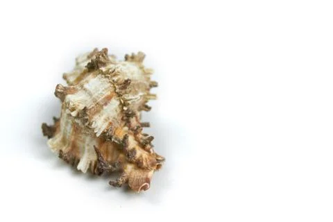 Isolated seashell on a white background Stock Photos