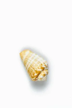 Isolated seashell on a white background Stock Photos