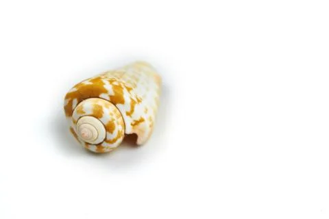 Isolated seashell on a white background Stock Photos
