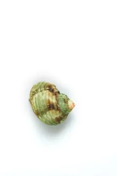 Isolated seashell on a white background Stock Photos