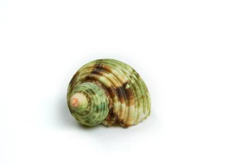 Isolated seashell on a white background Stock Photos