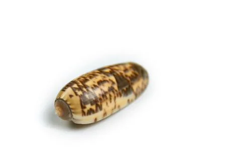 Isolated seashell on a white background Stock Photos
