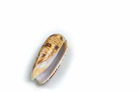 Isolated seashell on a white background Stock Photos