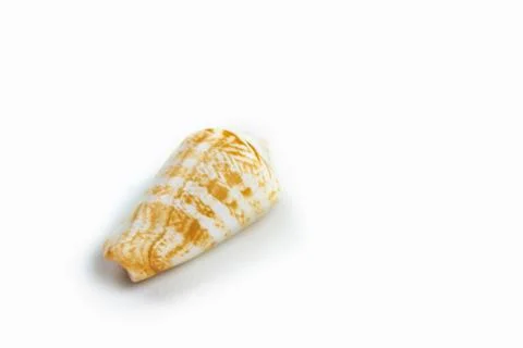 Isolated seashell on a white background Stock Photos