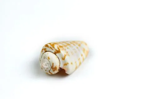 Isolated seashell on a white background Stock Photos