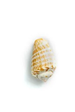 Isolated seashell on a white background Stock Photos