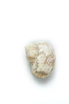 Isolated seashell on a white background Stock Photos