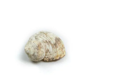 Isolated seashell on a white background Stock Photos